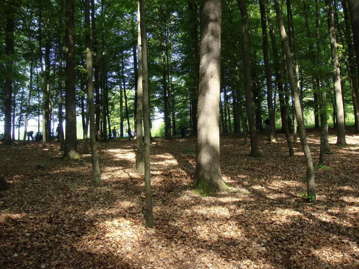 2011-05-07 KPF Wald 26.jpg